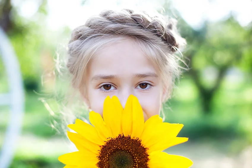 Sonnenblumenfeld